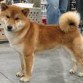 shiba inu